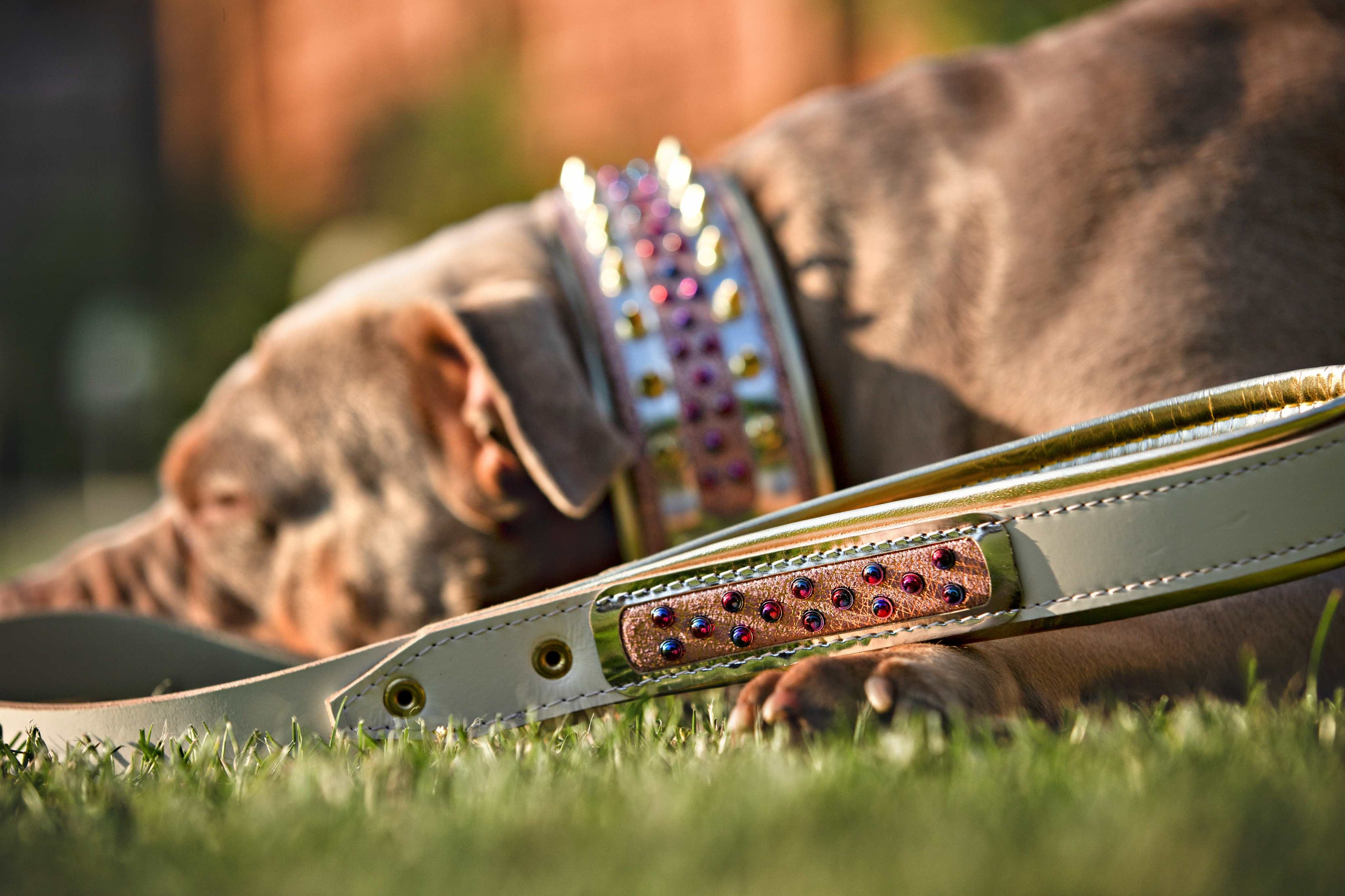 The Candy Dog Collar-4