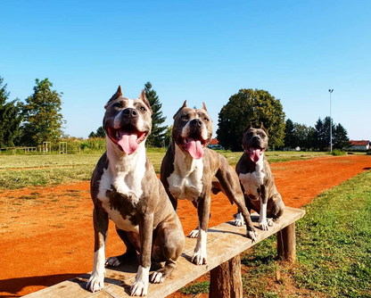 Amstaff - Advanced Obedience