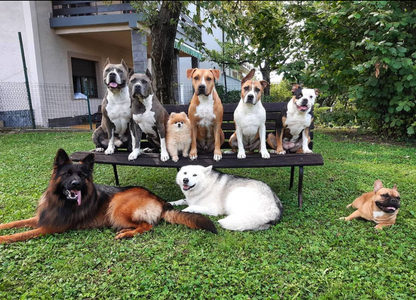 Amstaff - Dog Daycare