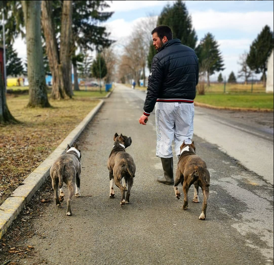 Amstaff - Advanced Obedience