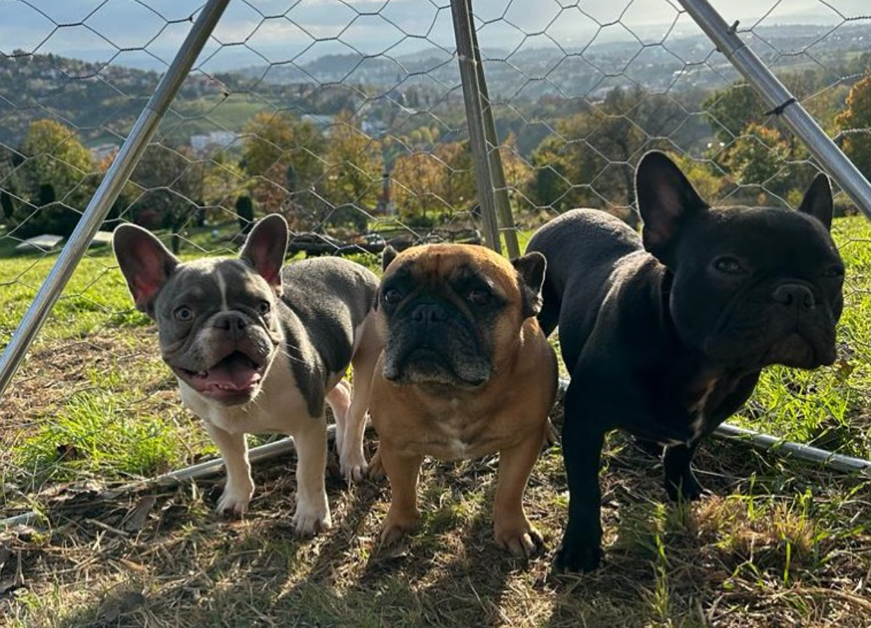 Amstaff - Dog Daycare