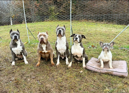 Amstaff - Dog Daycare