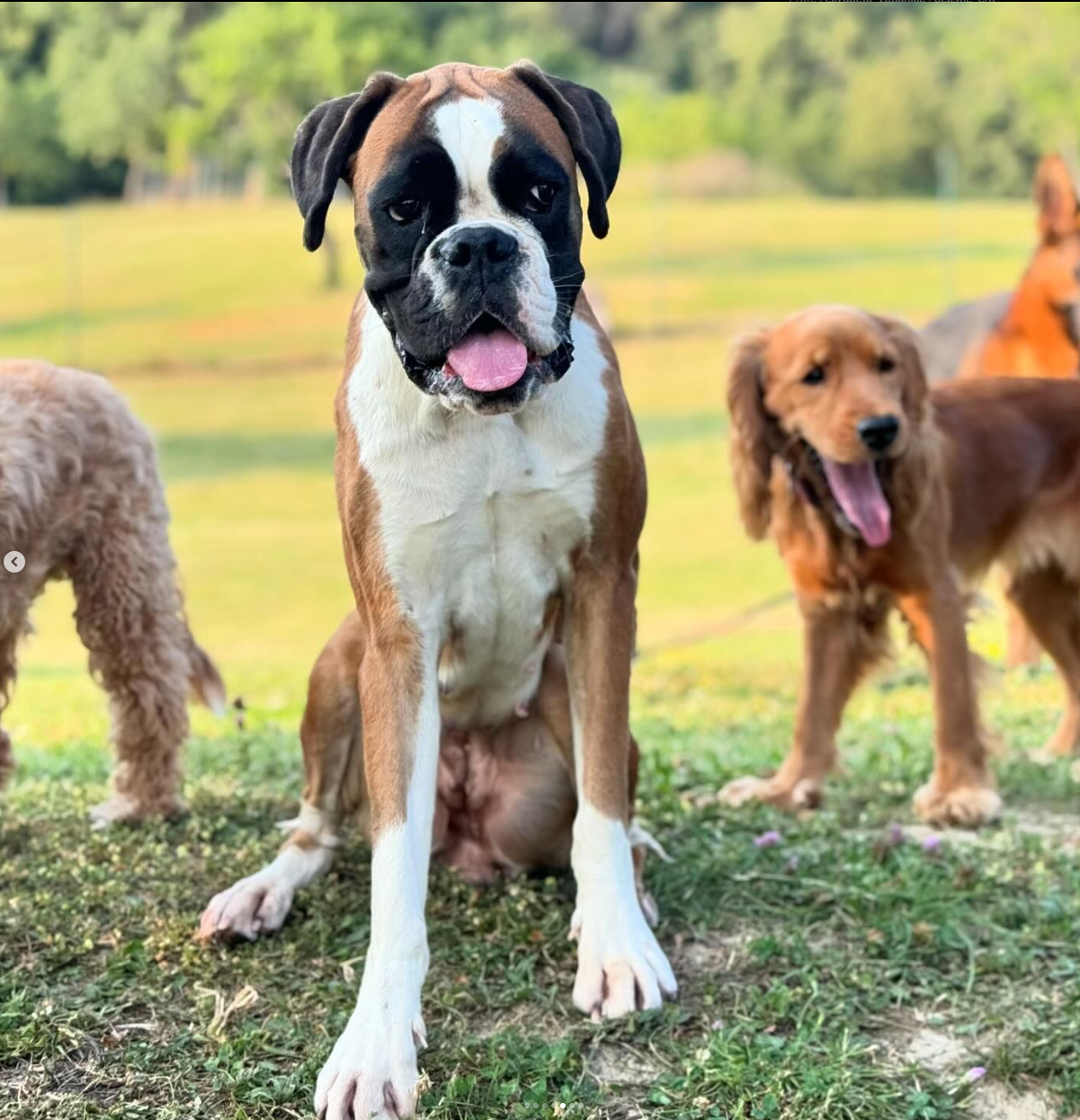 Amstaff - Dog Daycare