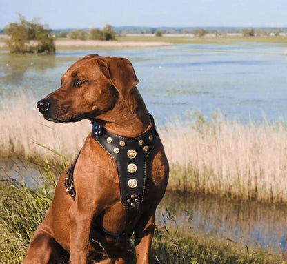 ''Bijou'' harness Black & Orange for big dogs-1