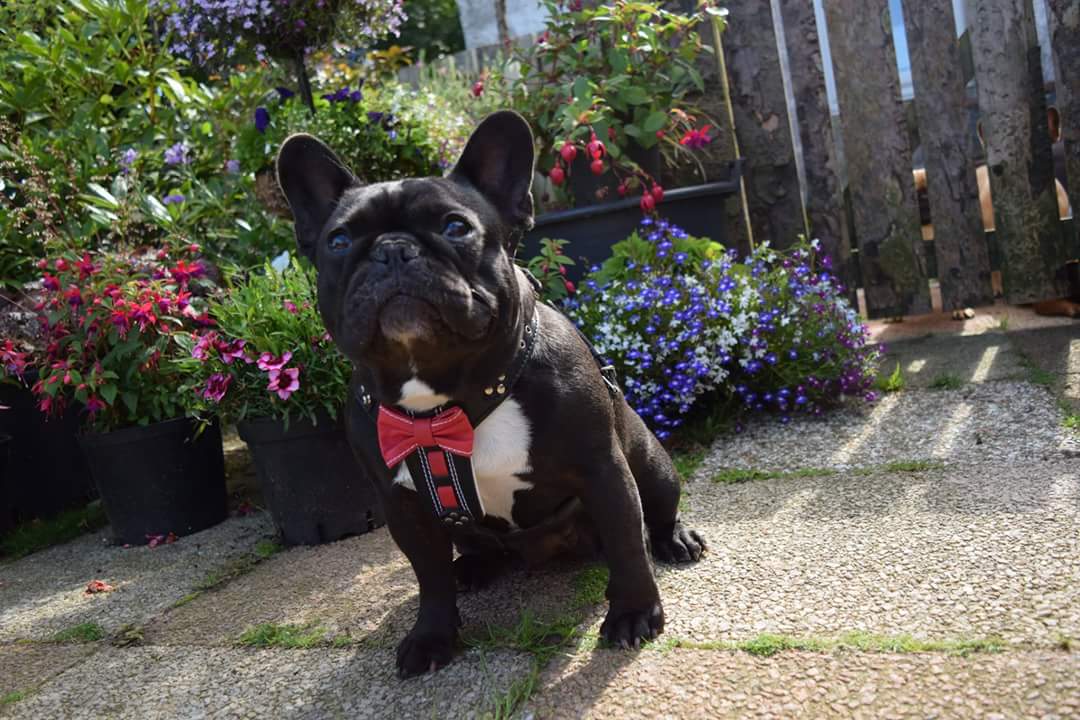 The "Bowtie" handmade leather harness black Small to Medium Size-3