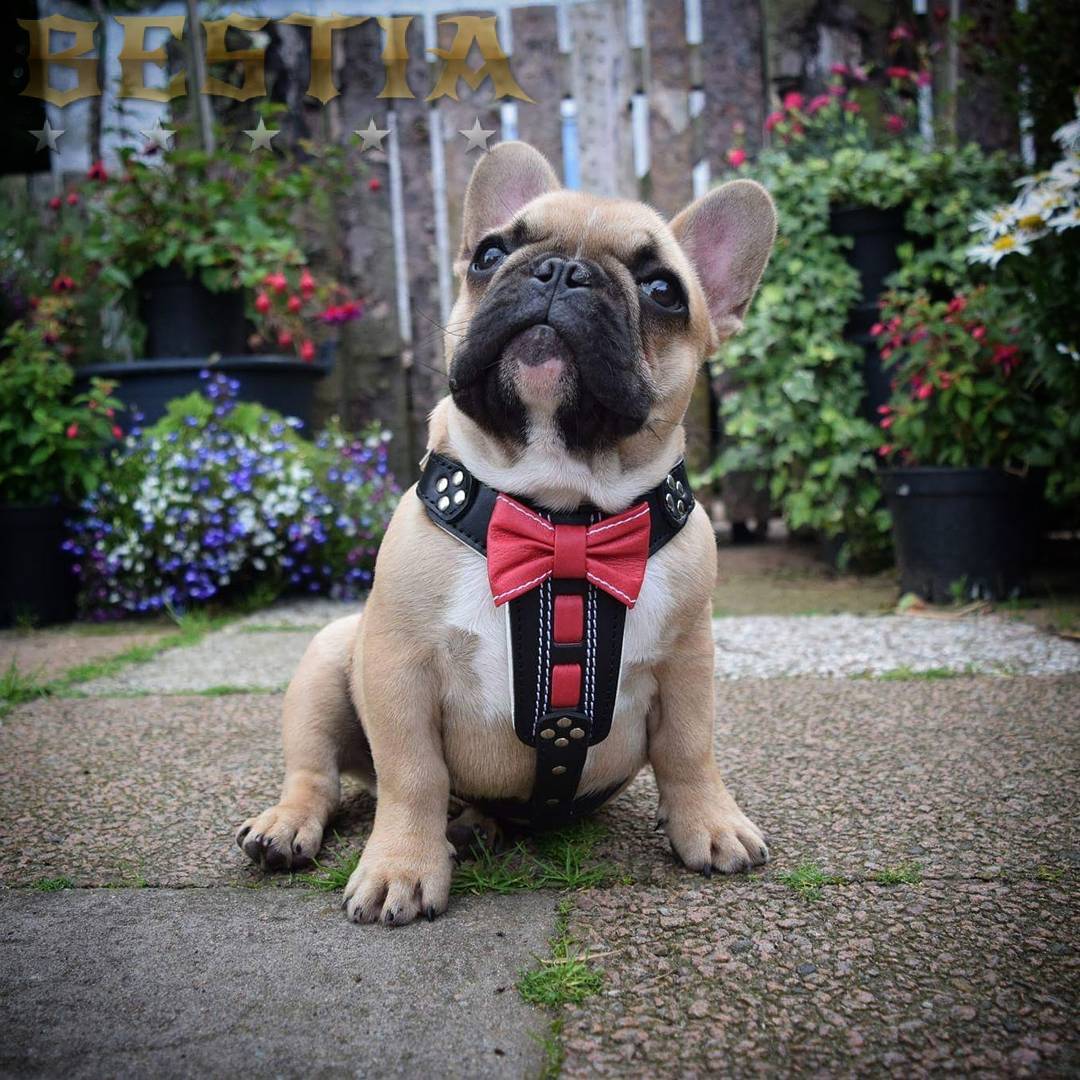 The "Bowtie" handmade leather harness black Small to Medium Size-2