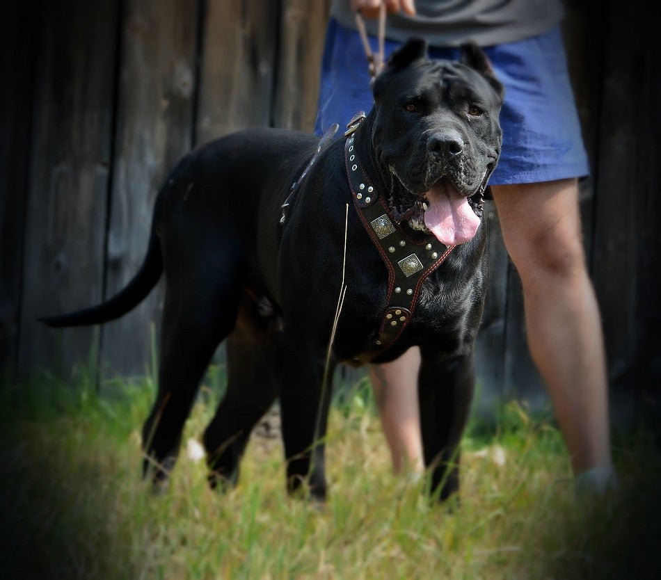 The "Eros" harness brown-1