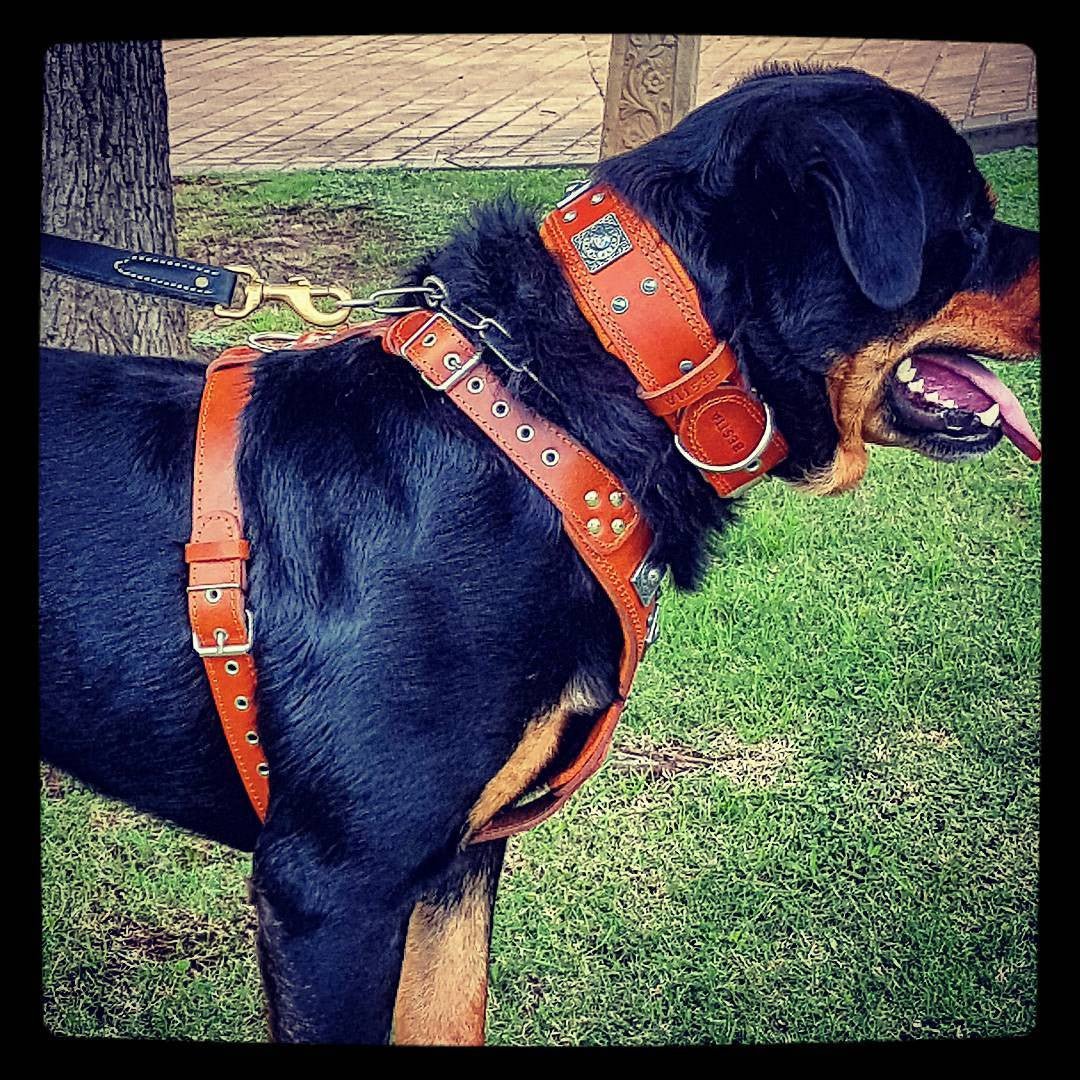 The "Eros" harness brown-3