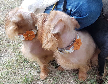 The "Flower" handmade puppy collar-2