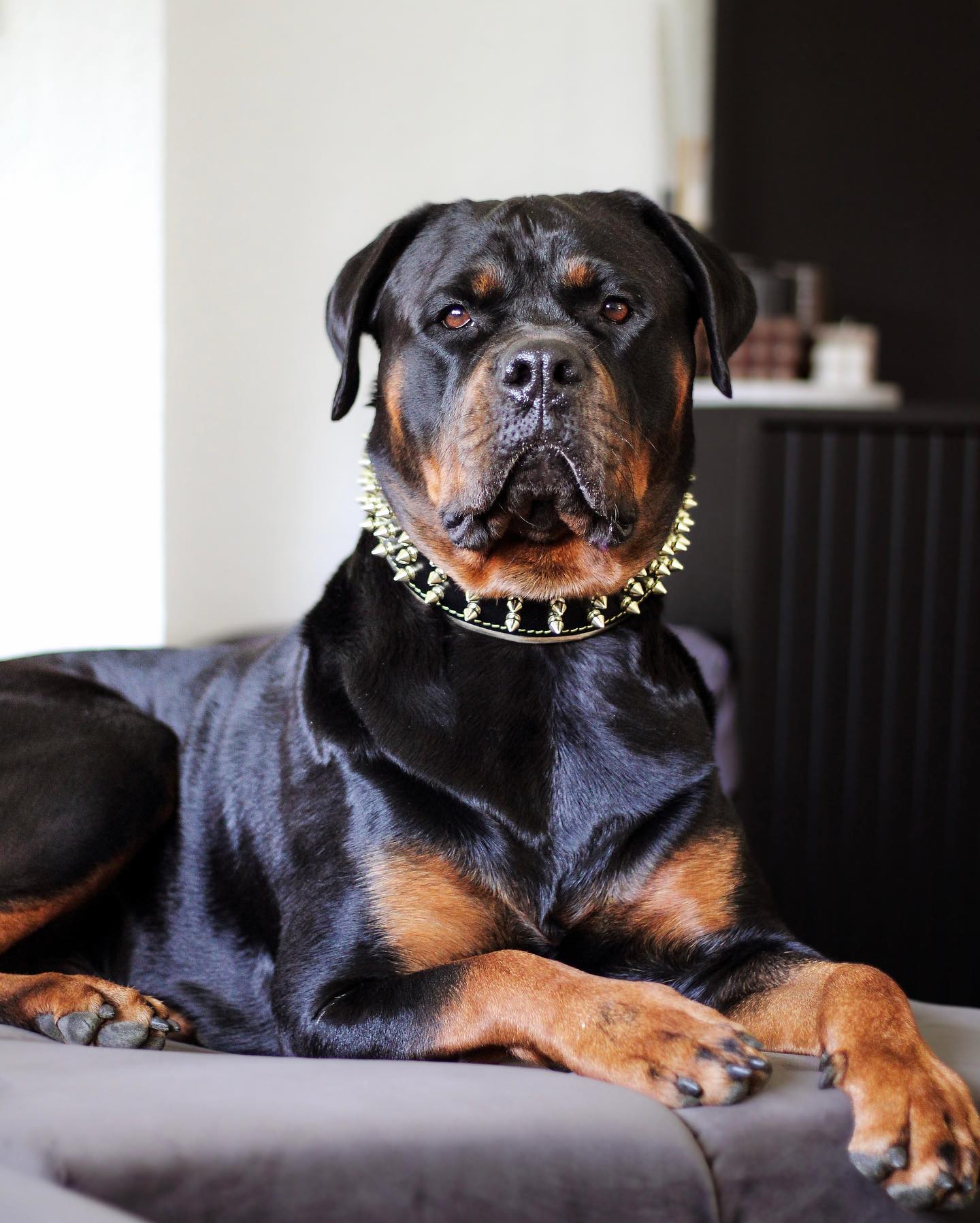 The "Gold Giant" collar-2