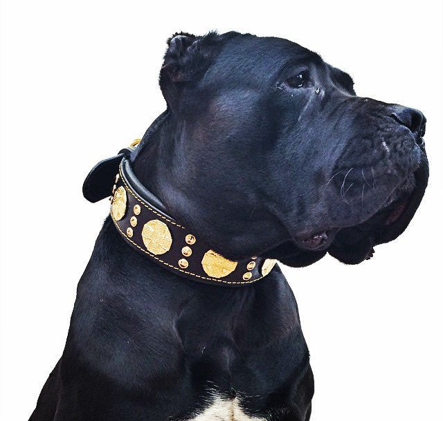 The "Maximus" collar 2.5 inch wide black & gold-3