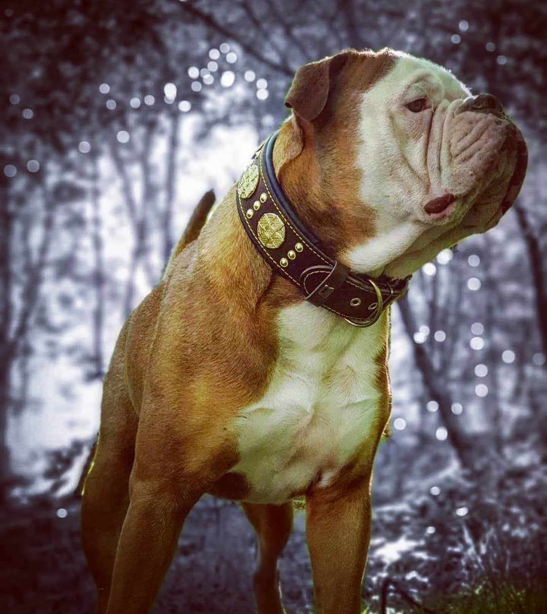 The "Maximus" collar 2.5 inch wide brown & gold-3