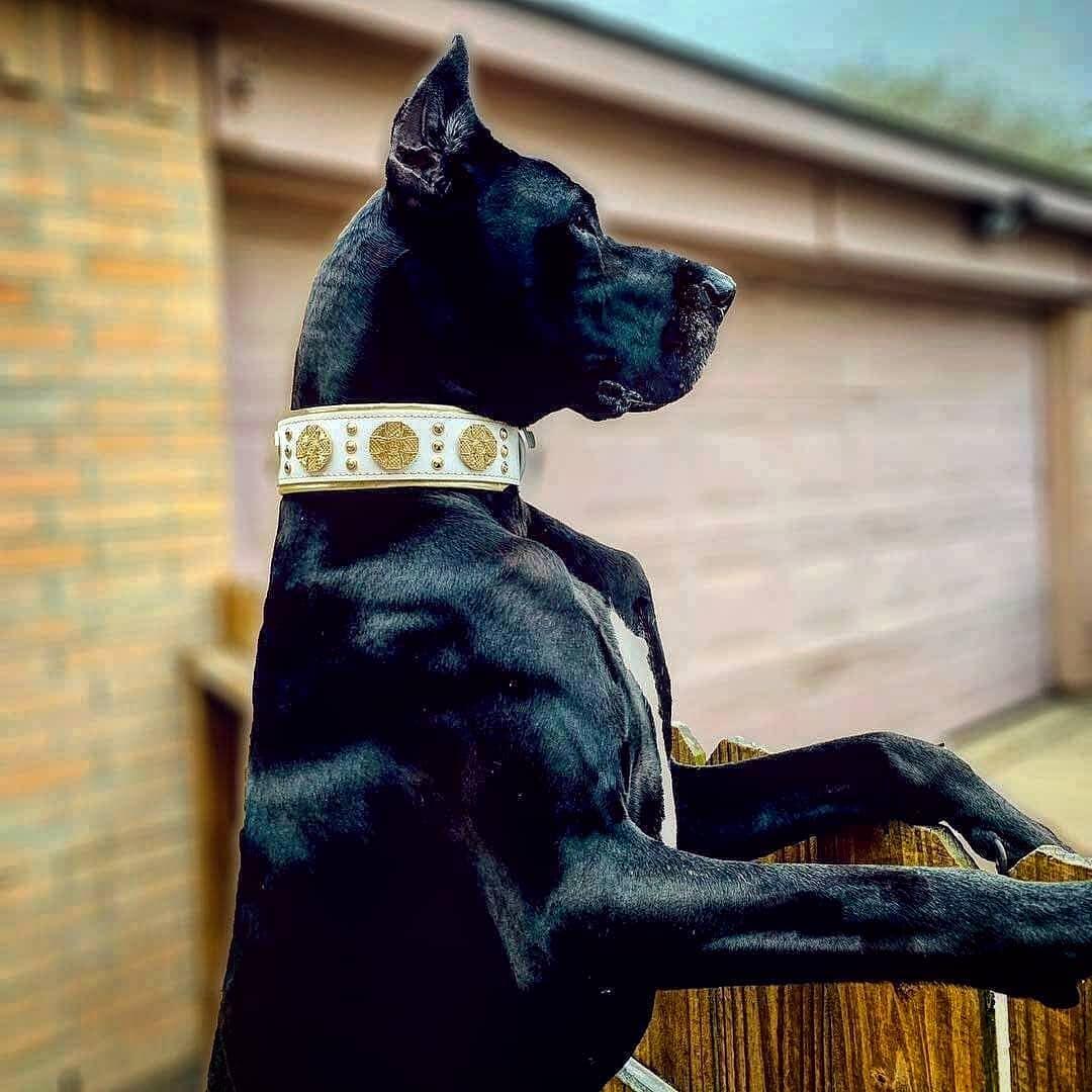 The "Maximus" collar 2.5 inch wide white & gold-3