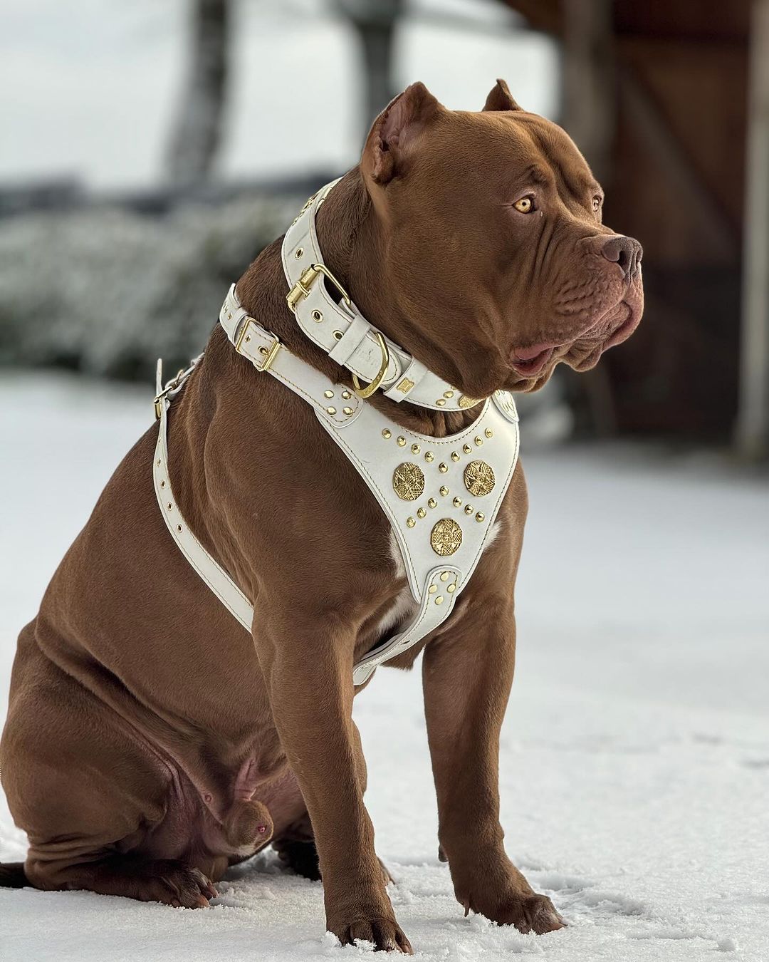 The "Maximus" harness White-3