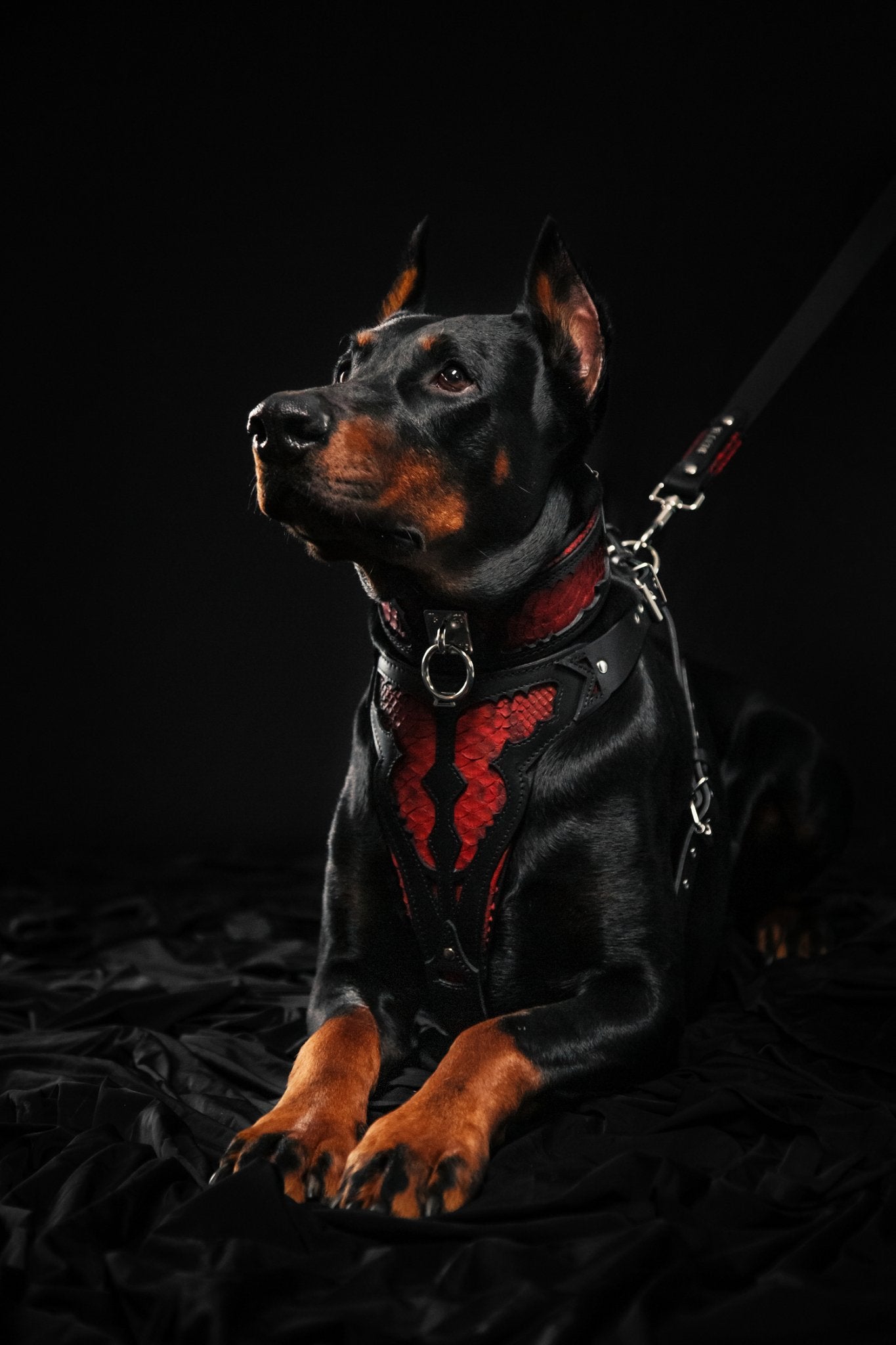 The ''Red Dragon'' collar-1