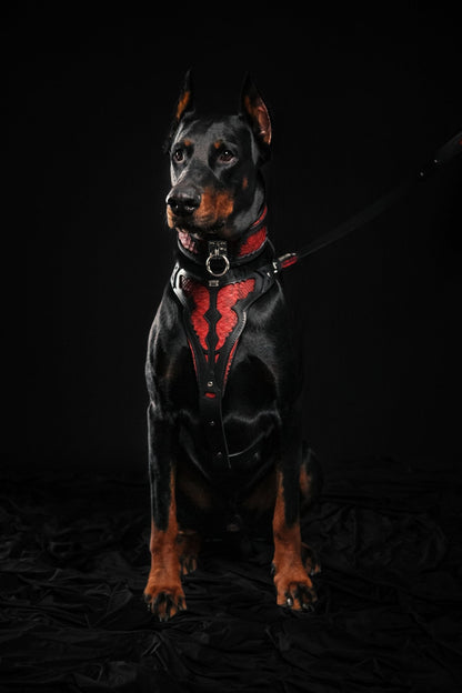 The ''Red Dragon'' harness-4