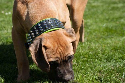 The "Stud" dog collar-2