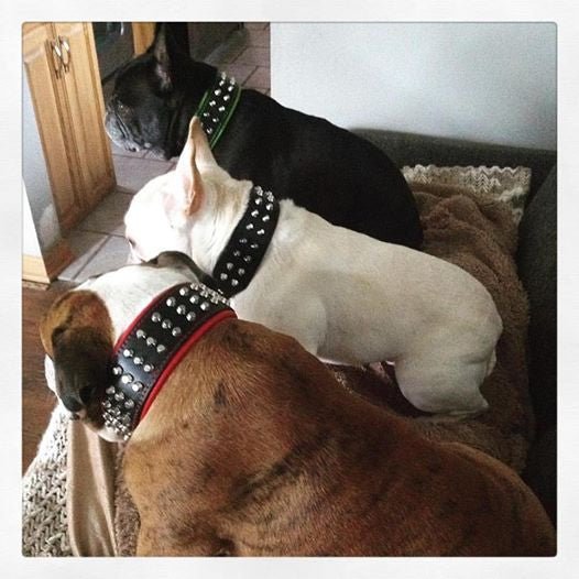 The "Stud" dog collar-4